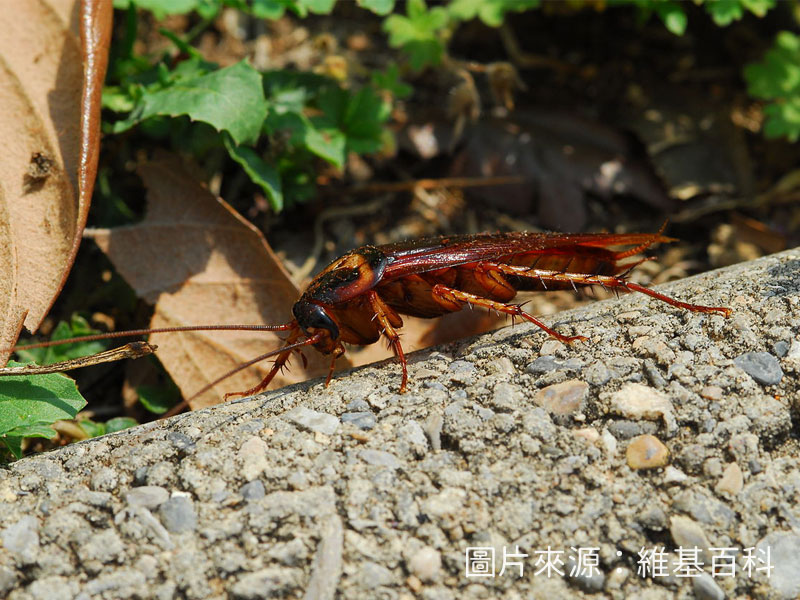 蟑螂防治